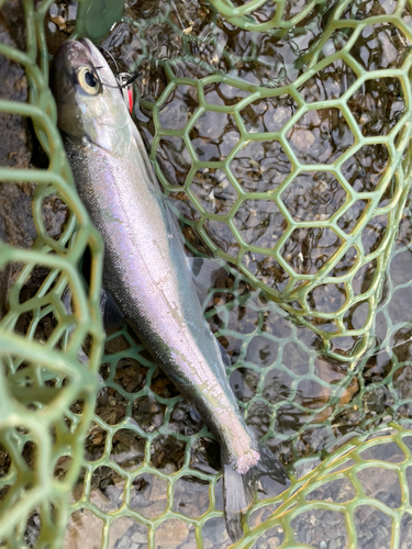 ヒメマスの釣果