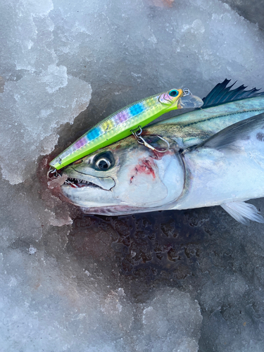 サゴシの釣果