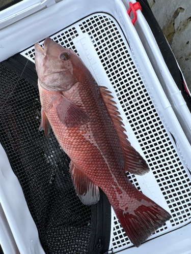 コブダイの釣果