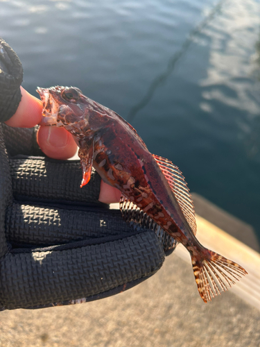 アナハゼの釣果