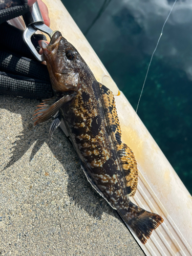 アイナメの釣果