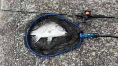 キビレの釣果