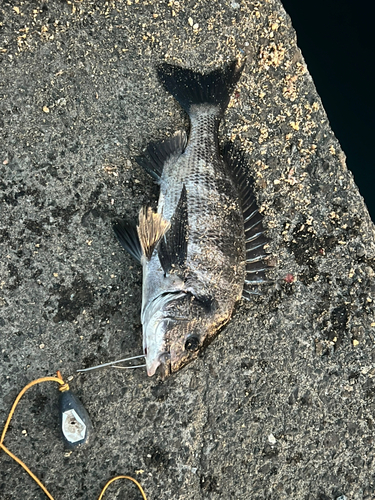 鹿児島湾北部