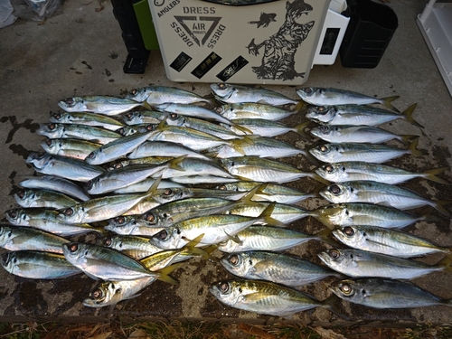 マアジの釣果