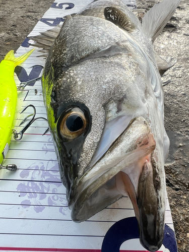 シーバスの釣果