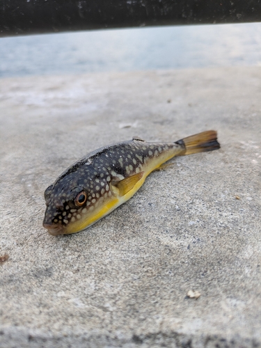 金沢水際線緑地（福浦岸壁）