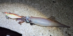 ヤリイカの釣果