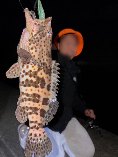 チャイロマルハタの釣果