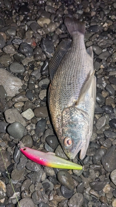 ニベの釣果