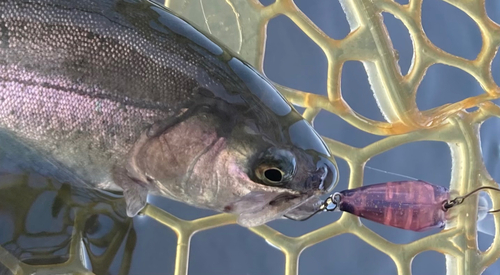 ニジマスの釣果