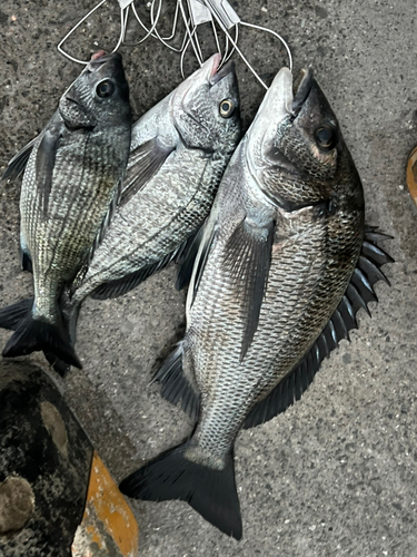 チヌの釣果