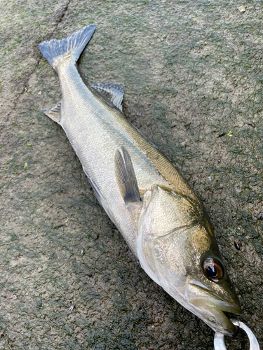 駿河湾