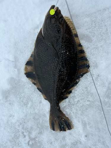 カワガレイの釣果