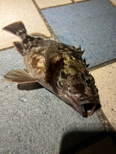 カサゴの釣果