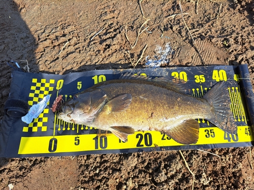 スモールマウスバスの釣果