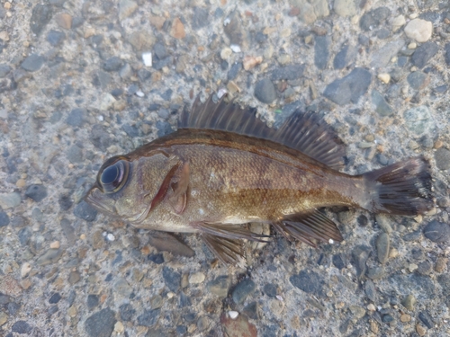 メバルの釣果