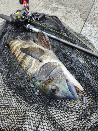 チヌの釣果