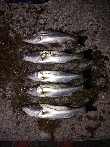 シーバスの釣果