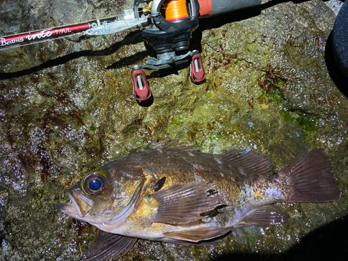 アカメバルの釣果