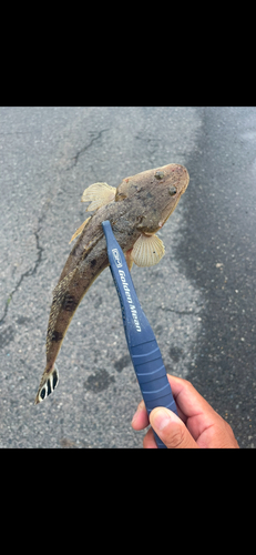 コチの釣果