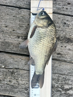 ヘラブナの釣果