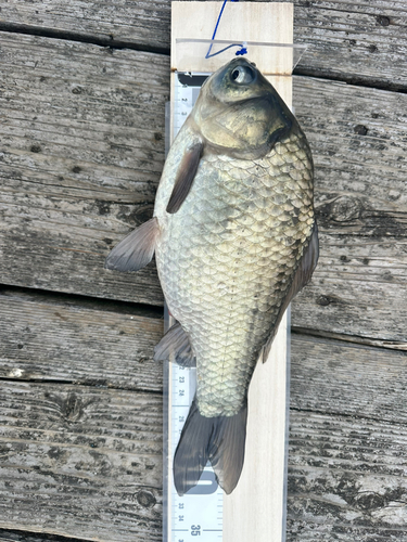 ヘラブナの釣果