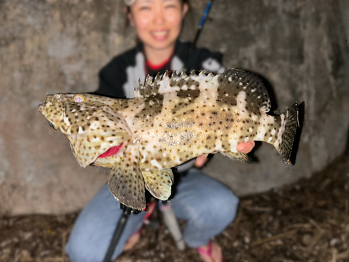 チャイロマルハタの釣果