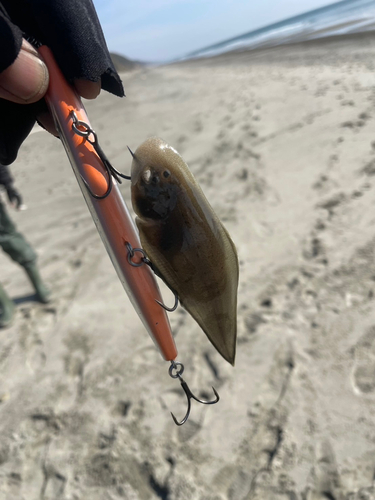 シタビラメの釣果