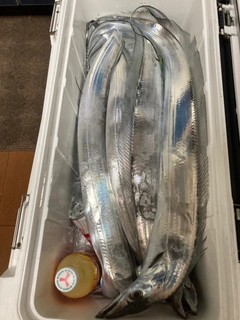 タチウオの釣果