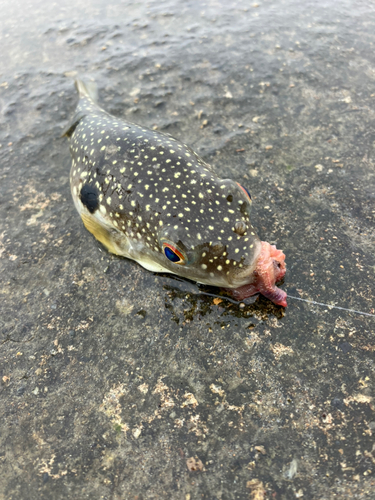 フグの釣果