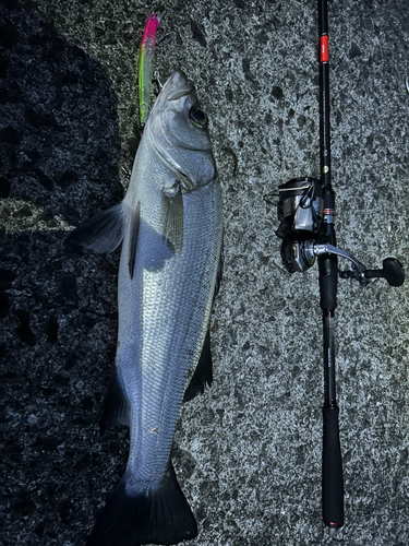 セイゴ（ヒラスズキ）の釣果