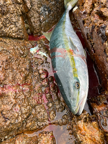 ハマチの釣果