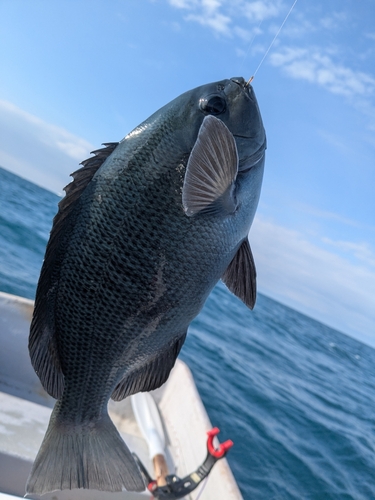 メジナの釣果