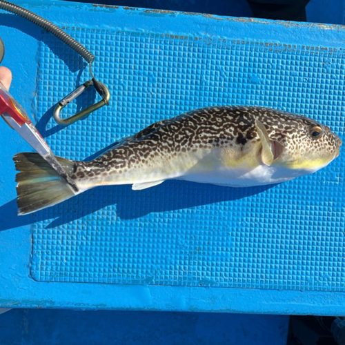 ショウサイフグの釣果