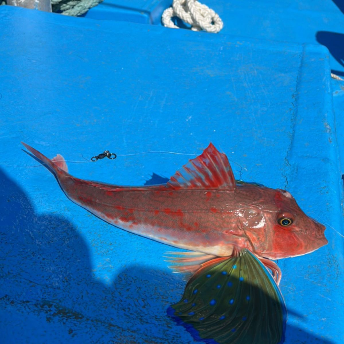 ちなつきパパさんの釣果 2枚目の画像