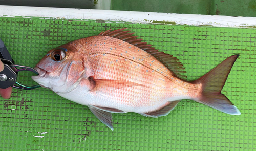 タイの釣果