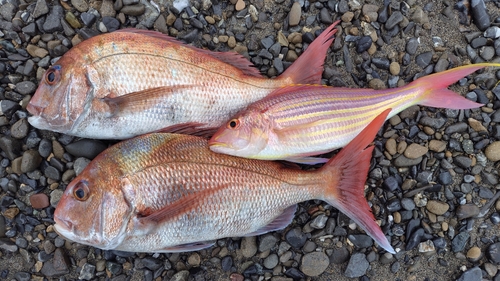 マダイの釣果