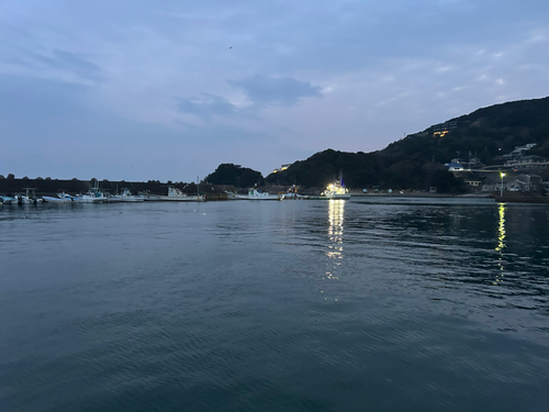 ブリの釣果