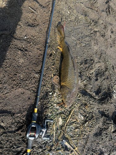 コイの釣果