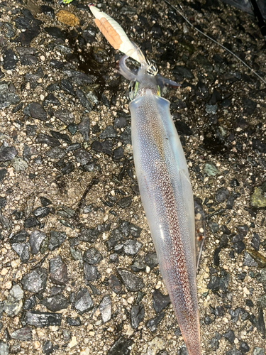 ヤリイカの釣果