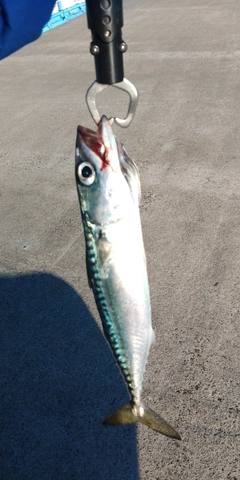 サバの釣果