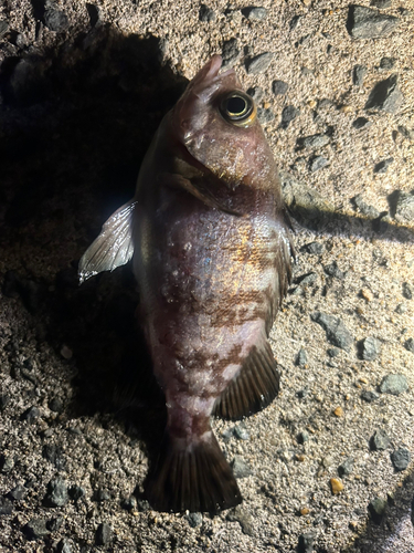 マリナタウン海浜公園