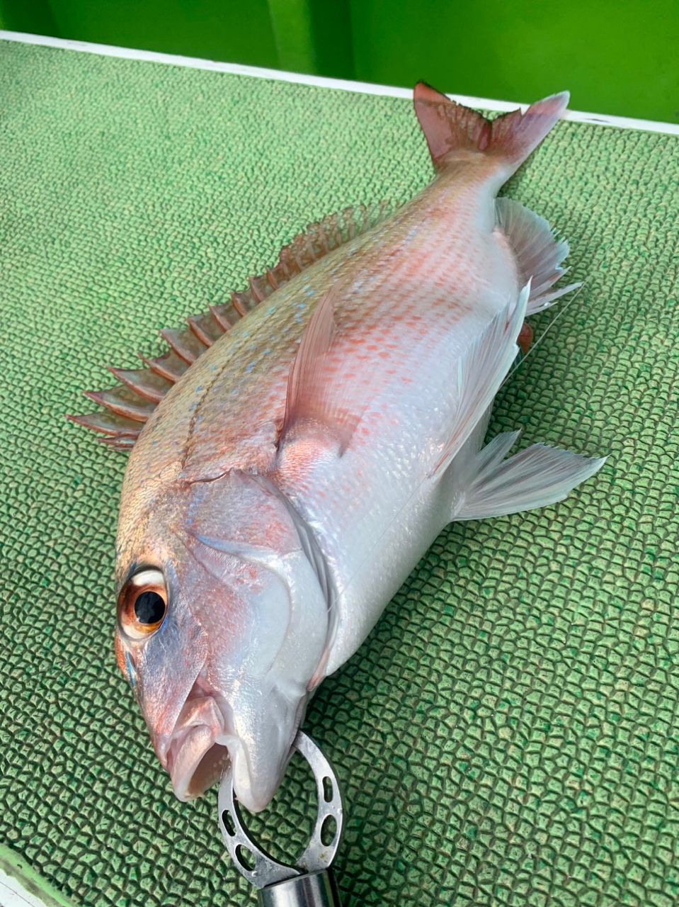 わじゅけんさんの釣果 2枚目の画像