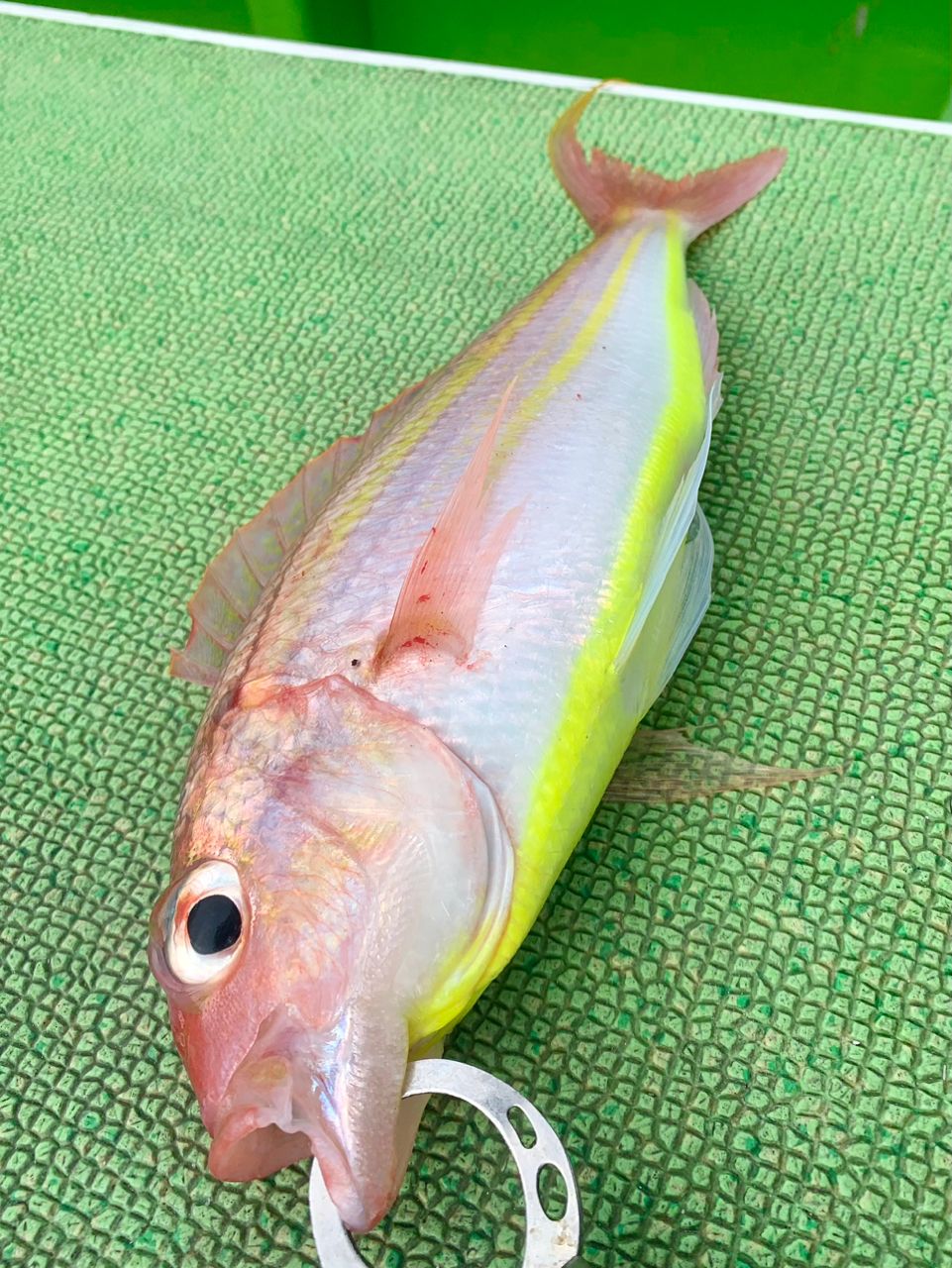 わじゅけんさんの釣果 3枚目の画像
