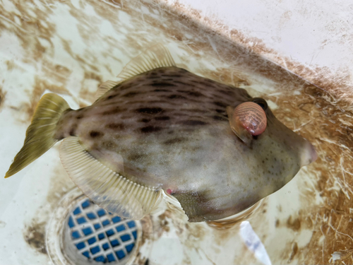 カワハギの釣果