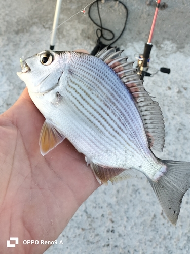 ヘダイの釣果