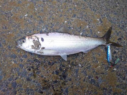 コノシロの釣果