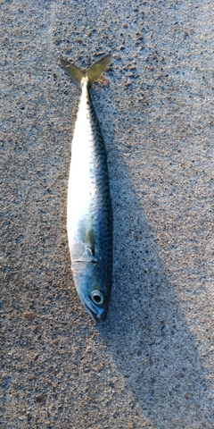 サバの釣果