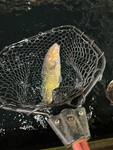 コイの釣果