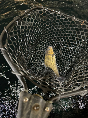 コイの釣果